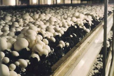 Hergebruik kippenmest als
bodem van champignonteelt

 
