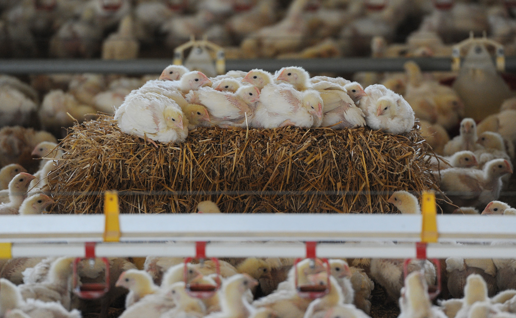 Afleidingsmateriaal in de vorm van strobalen
